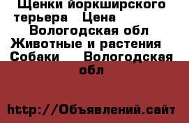 Щенки йоркширского терьера › Цена ­ 10 000 - Вологодская обл. Животные и растения » Собаки   . Вологодская обл.